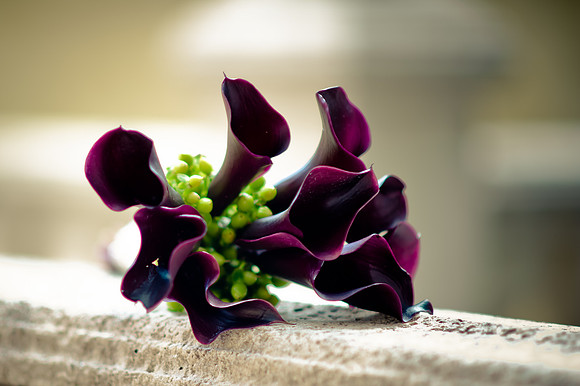 Sherry Ferrante Photography